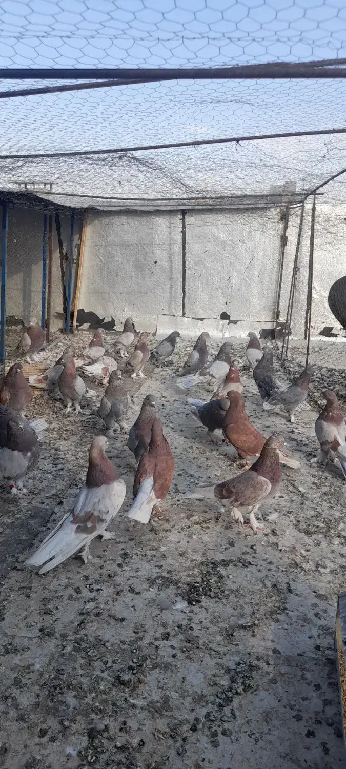 کبوتر پور|پرنده|شهرکرد, |دیوار