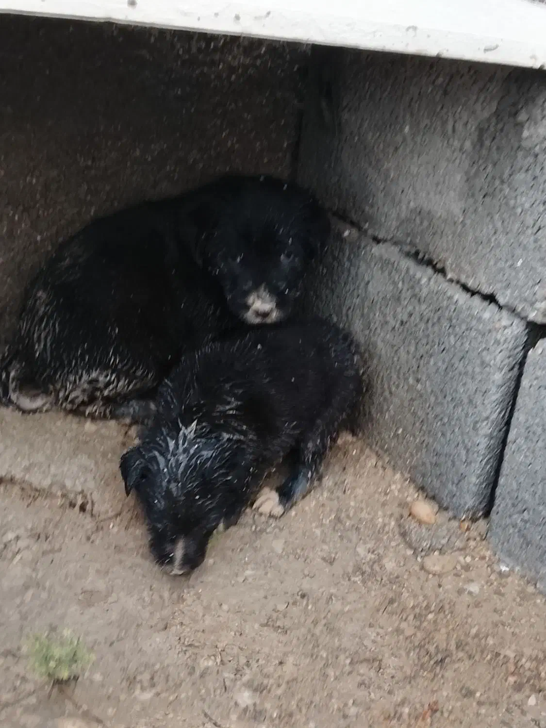 واگذاری|سگ|ریگ, |دیوار