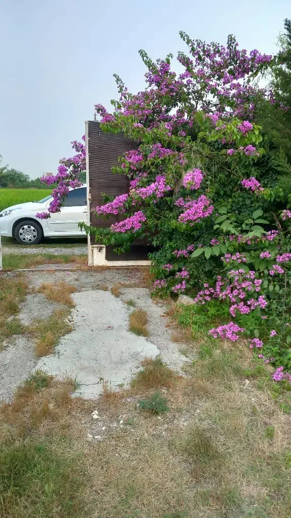 ویلاباغ ۵۰۰ متری/زیرقیمت/آمل|فروش خانه و ویلا|امامزاده عبدالله, |دیوار