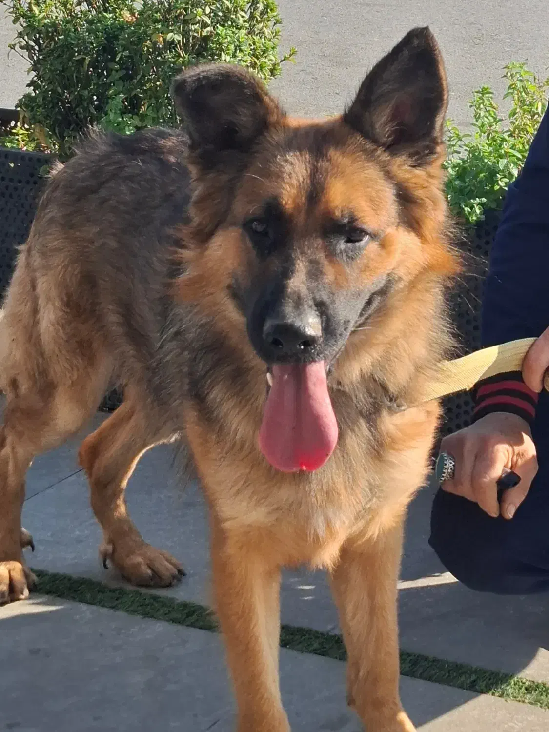 واگذاری سگ نژاددار|سگ|فریدونکنار, |دیوار