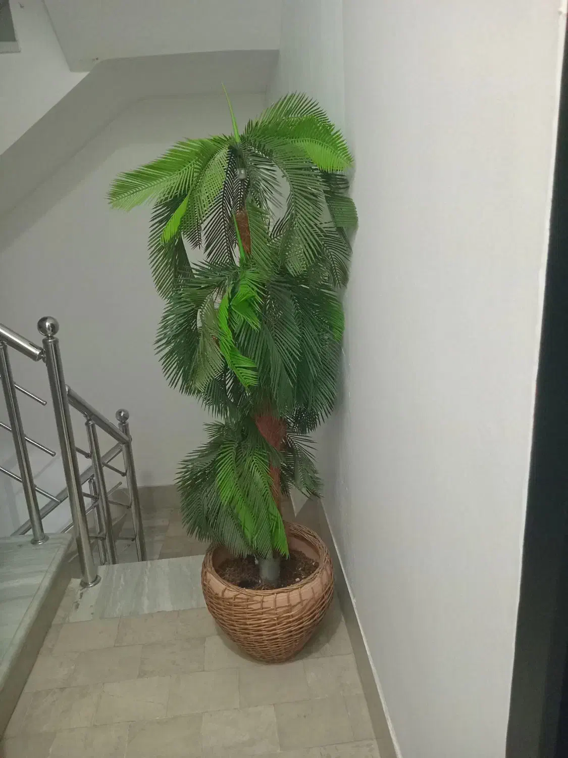 گل بلند|گل و گیاه طبیعی|تبریز, |دیوار