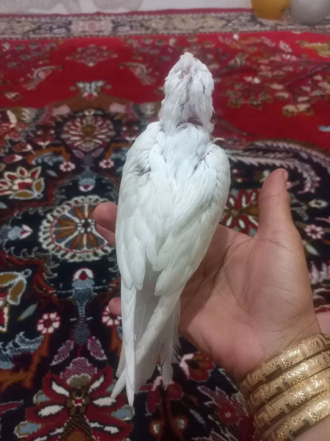 عروس هلندی فروشی|پرنده|شیروان (خراسان), |دیوار