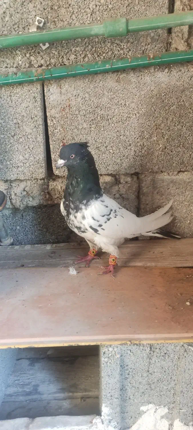 کله ای نر|پرنده|شنبه و طسوج, |دیوار