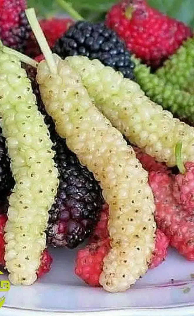 تولید نهال توت موزی|خدمات باغبانی و درختکاری|اژیه, |دیوار