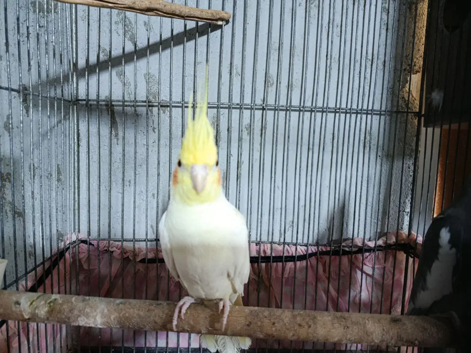 عروس هلندی|پرنده|شمیل, |دیوار