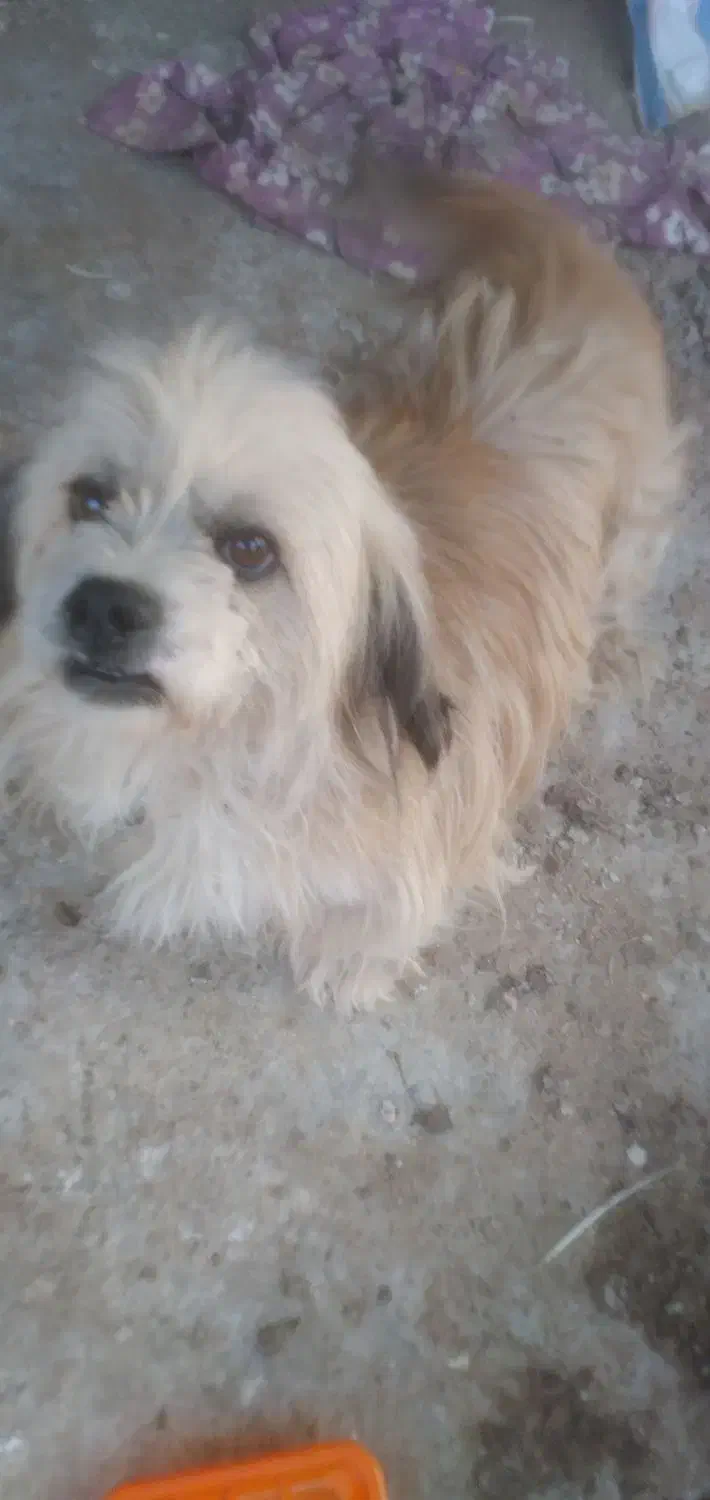 واگذاری سگ پاکوتاه ماده حرف گوش کن و بامزه|سگ|لاهیجان, بازکیاگوراب|دیوار