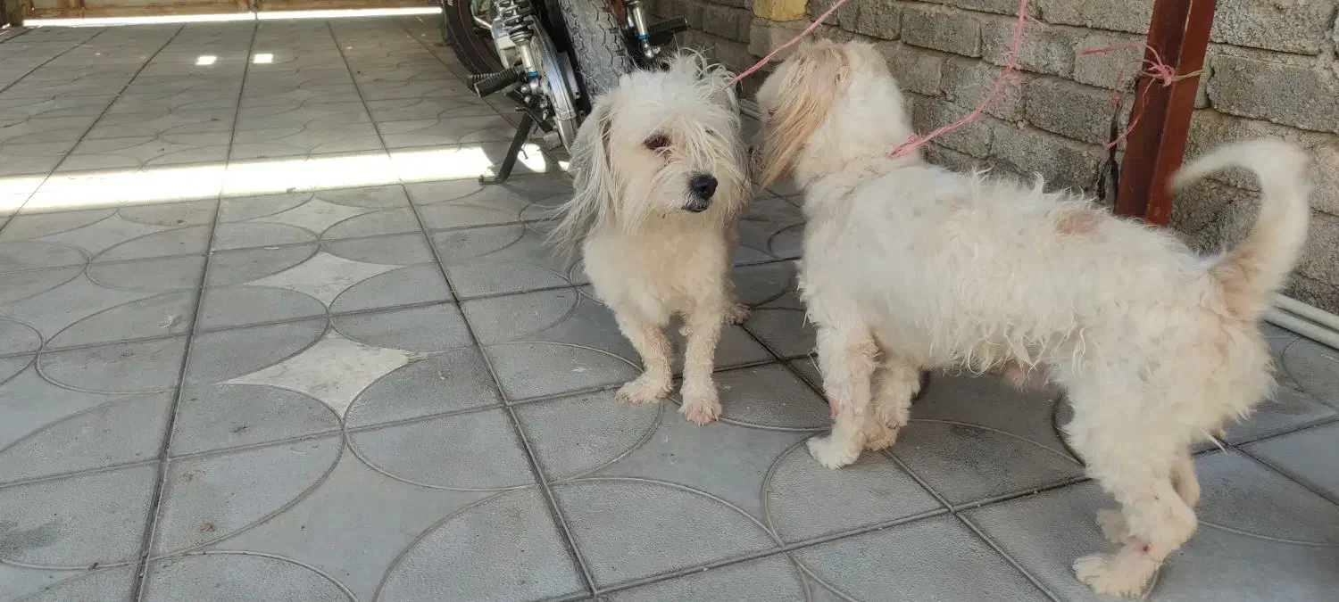 سگ پا کوتا|سگ|داراب, |دیوار