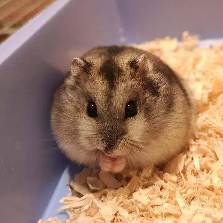 همستر کمپل|موش و خرگوش|یزد, |دیوار