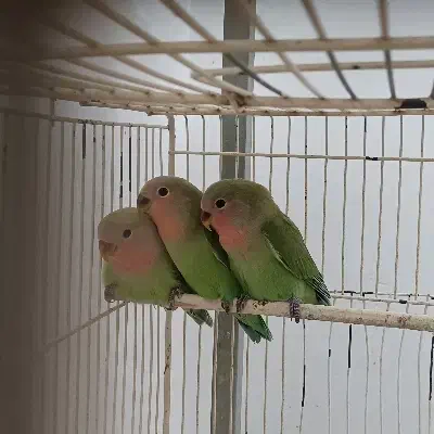 کوتوله|پرنده|یزد, |دیوار