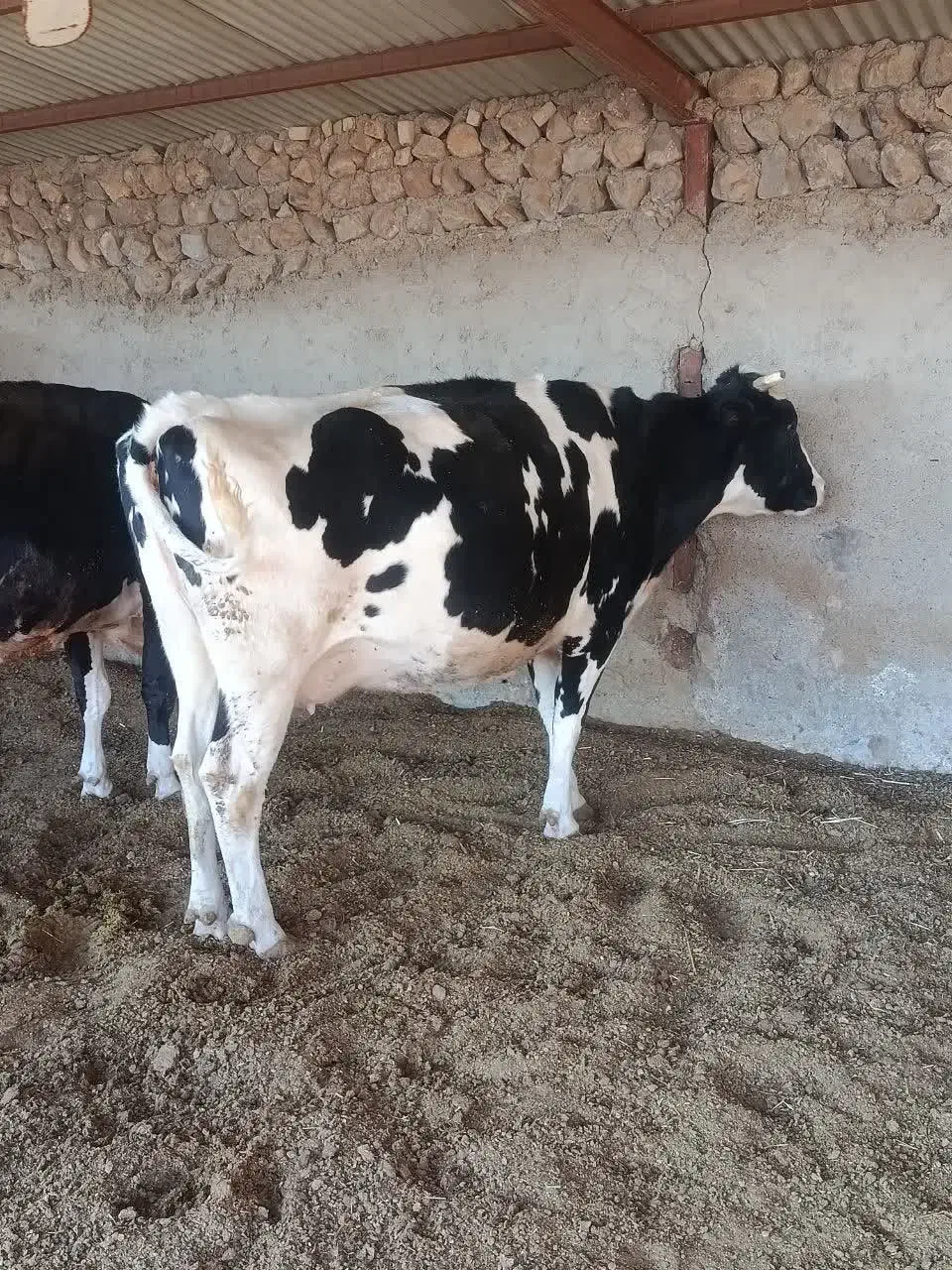 دوعدد گا‌و هولشتاین|حیوانات مزرعه|چگنی, |دیوار