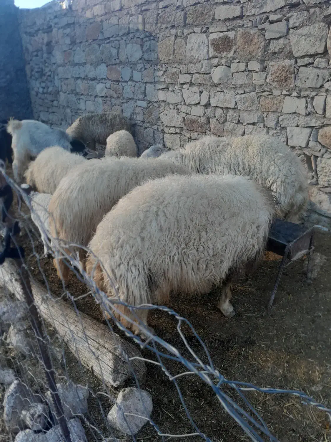 تعدادی قوچ،بز با بزغاله، شک، بزغاله، بز خشک|حیوانات مزرعه|هندمینی, |دیوار