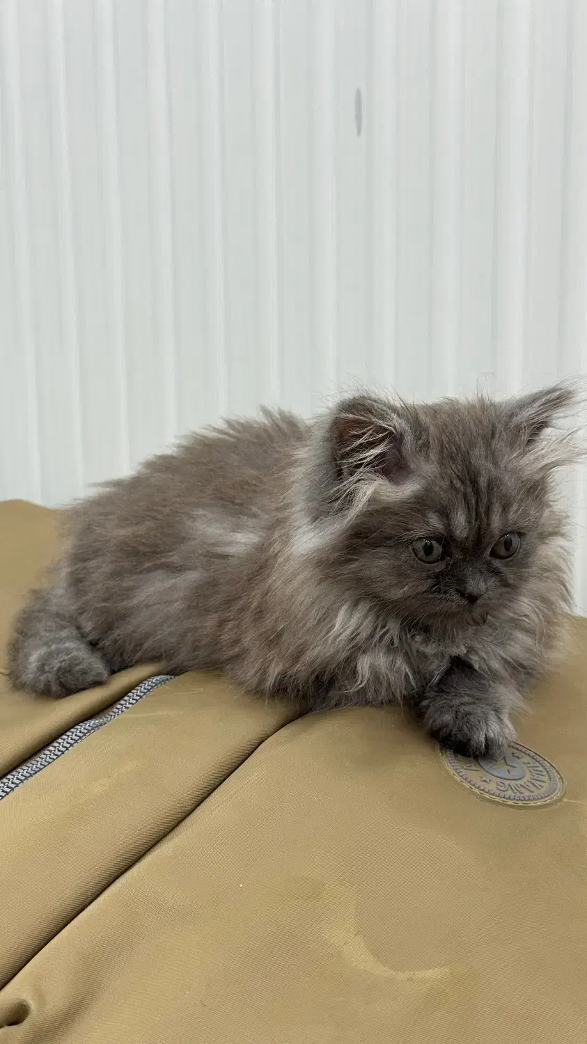 بچه گربه بریتیش|گربه|ارومیه, |دیوار