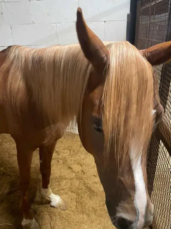 فروش یک راس اسب نریون عرب ۴.۵ ساله مدارک تکمیل|اسب و تجهیزات اسب‌سواری|پره‌سر, |دیوار