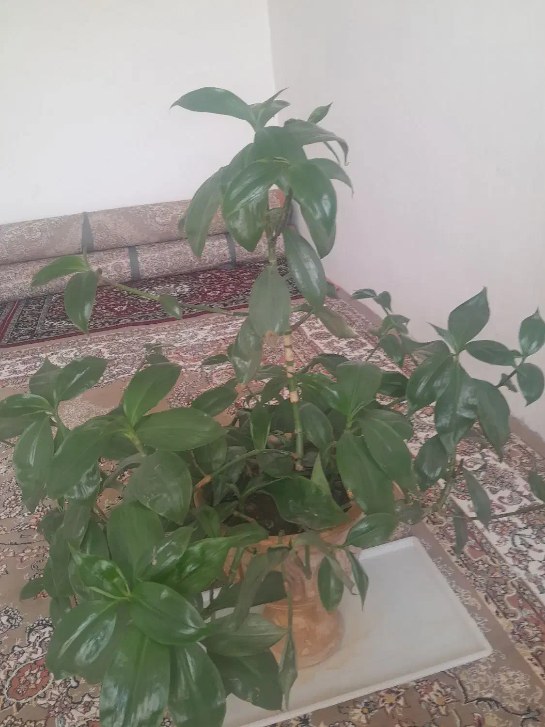 گل طبیعی|گل و گیاه طبیعی|روانسر, |دیوار