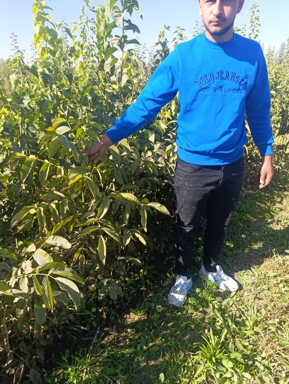 نهال گردو مناسب اقلیم های مختلف ایران|خدمات باغبانی و درختکاری|سنندج, |دیوار