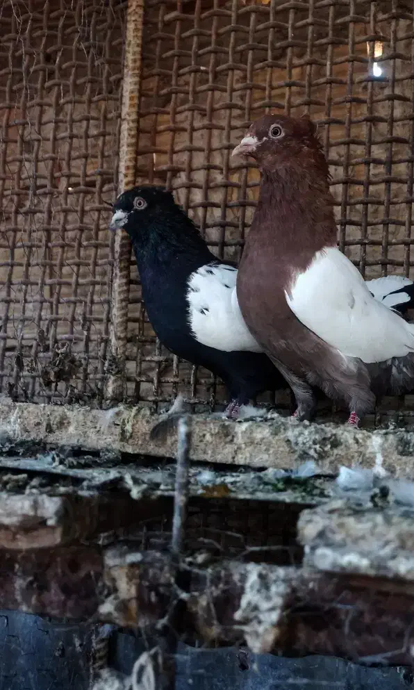 مجسمه سینه ای قیمت ۴۰۰|مجسمه، تندیس، ماکت|زاهدان, |دیوار