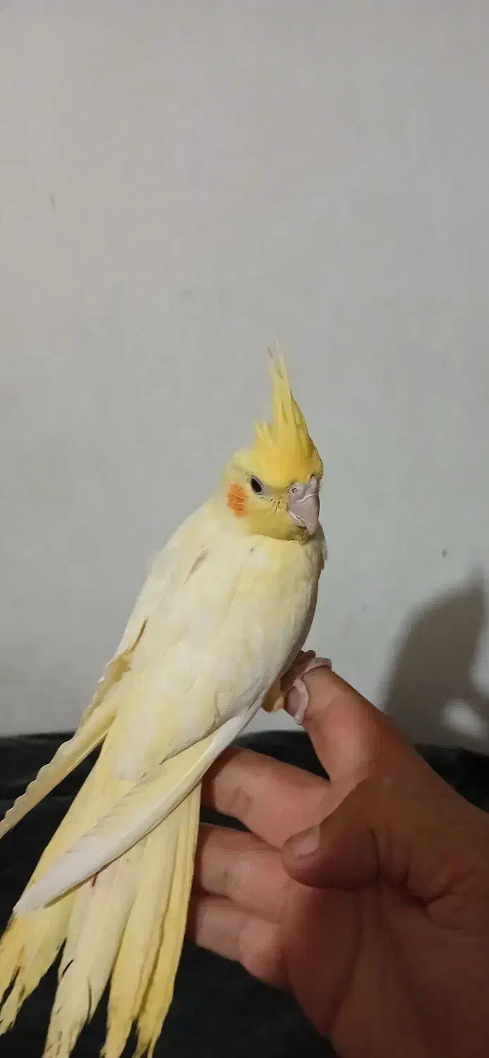 فروش عروس هلندی خیابان جی|پرنده|زیباشهر, |دیوار