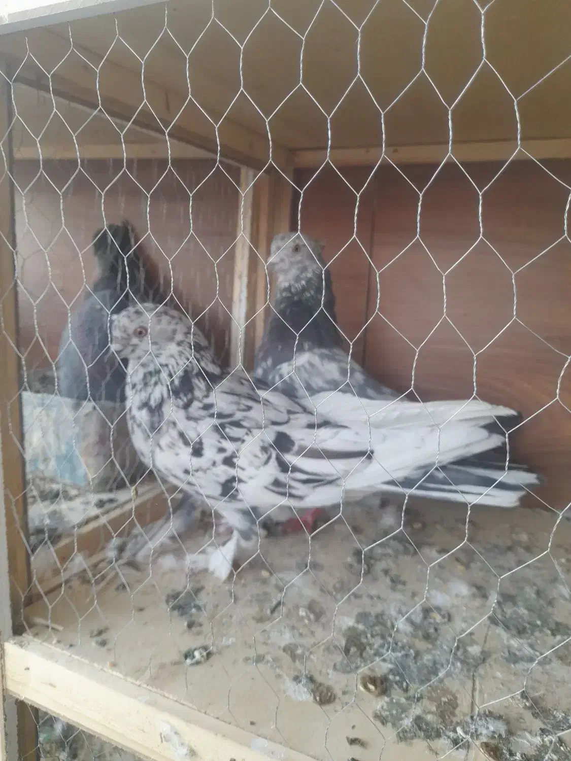 چند عدد کبوتر خوب و ی جفت پشت دار نوک ریز|پرنده|بهارستان, |دیوار