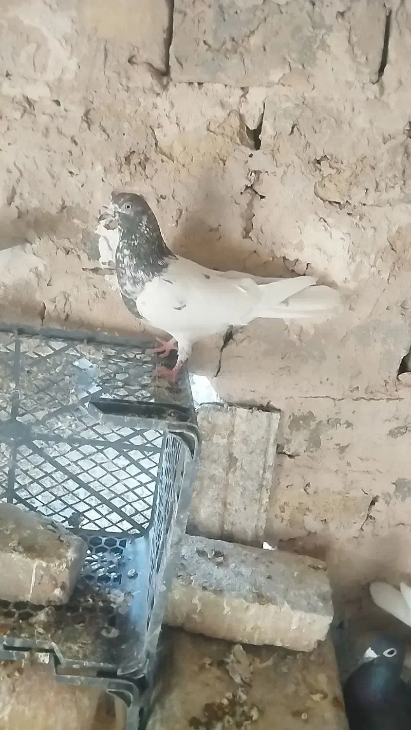 نر کله هفترنگ دیوانه ضمانت فشنگ ارزش دار|پرنده|نیمبلوک, |دیوار