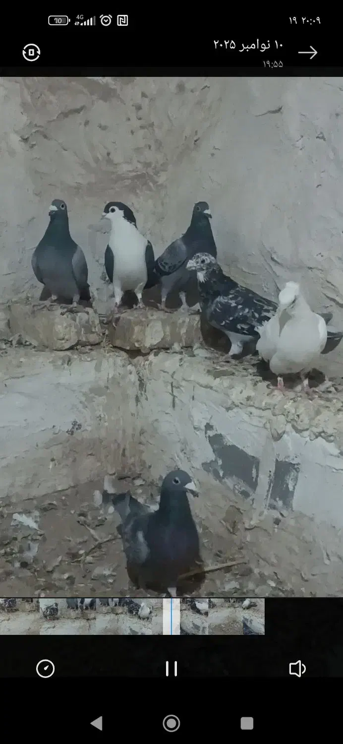 کفتر پرشی|پرنده|تربت جام, میان جام|دیوار