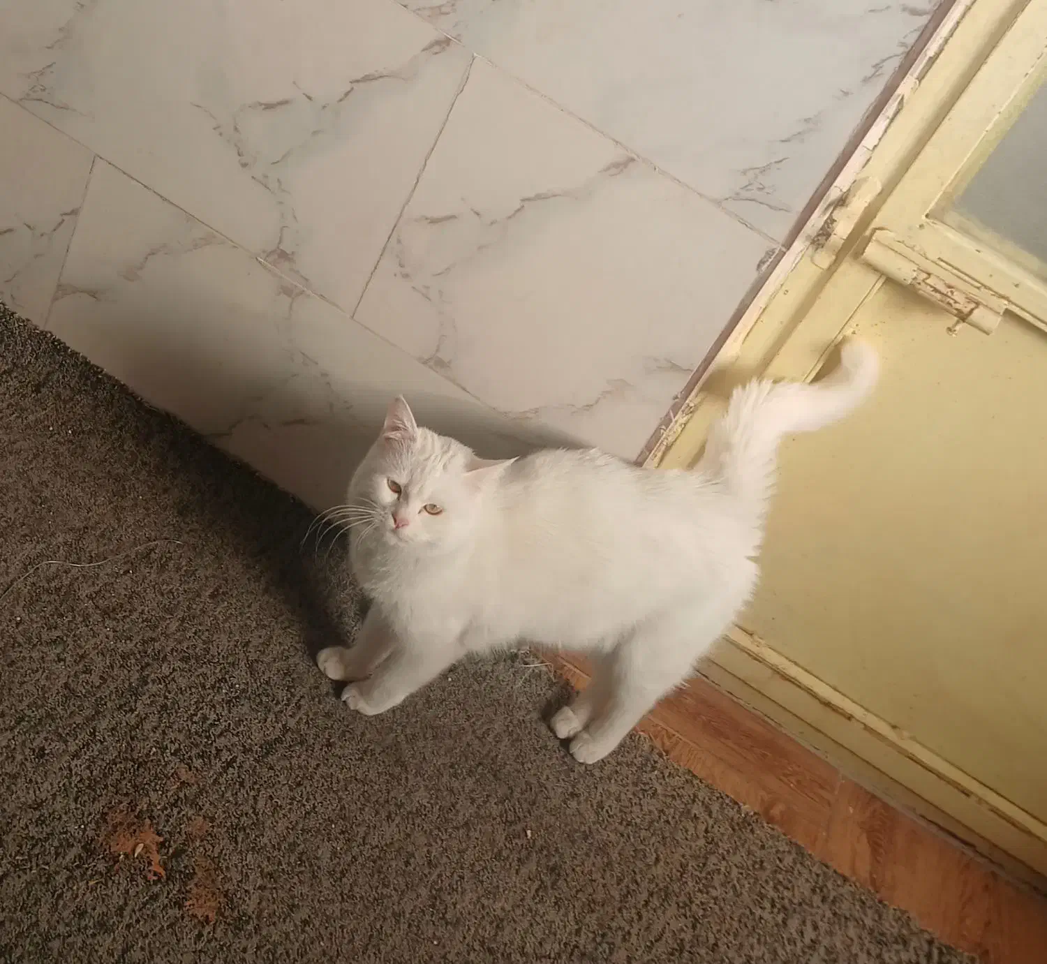 واگذاری گربه خانگی|گربه|یزد, |دیوار