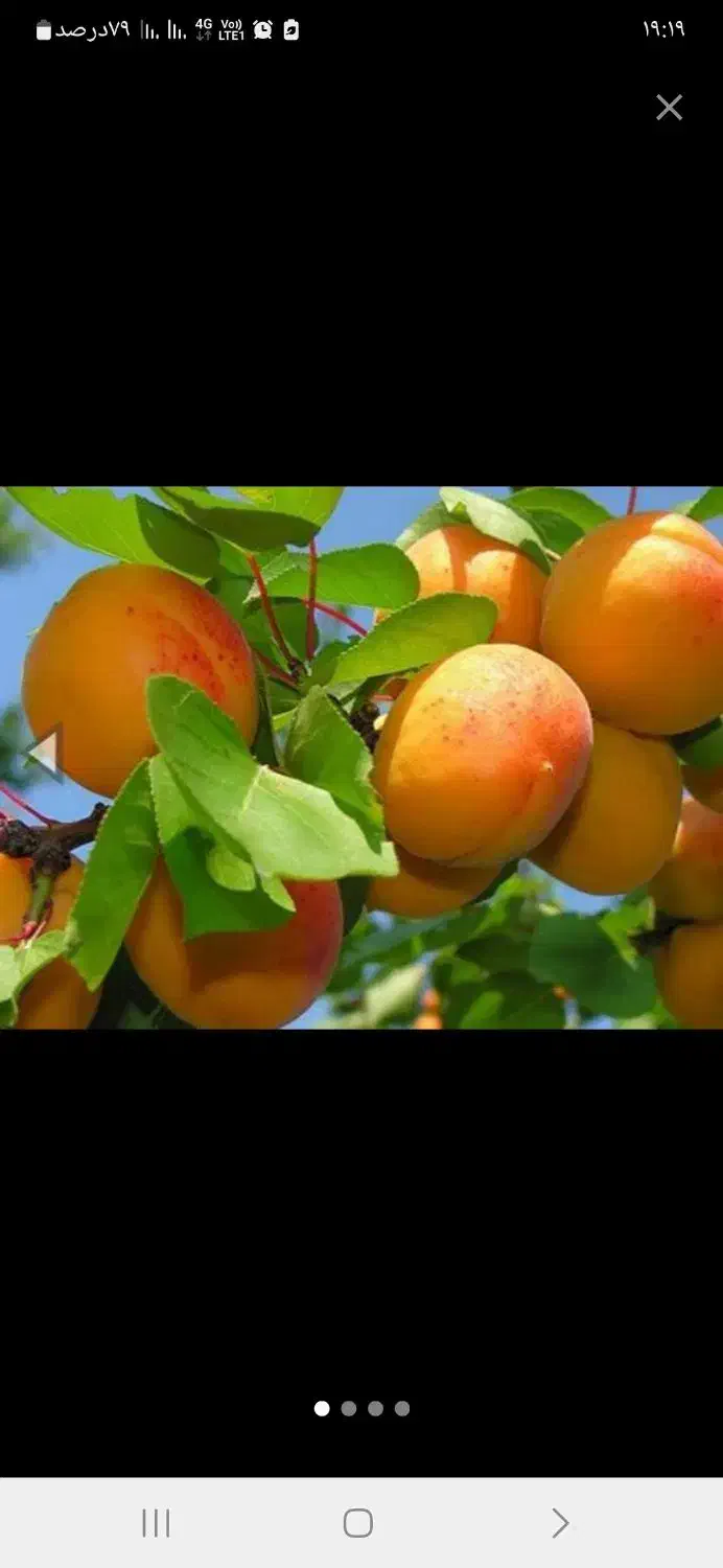 نهال فروشی مصباحی|گل و گیاه طبیعی|خسروشاه, |دیوار