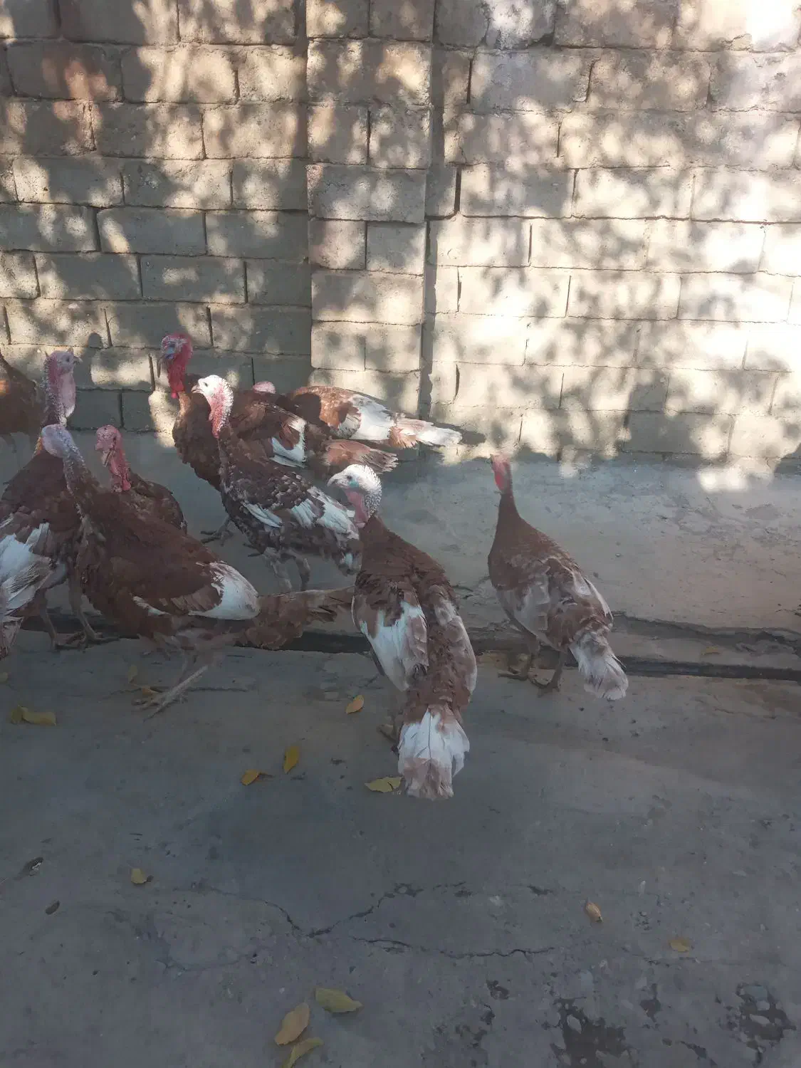 بوقلمون ارگانیک|حیوانات مزرعه|نهاوند, |دیوار