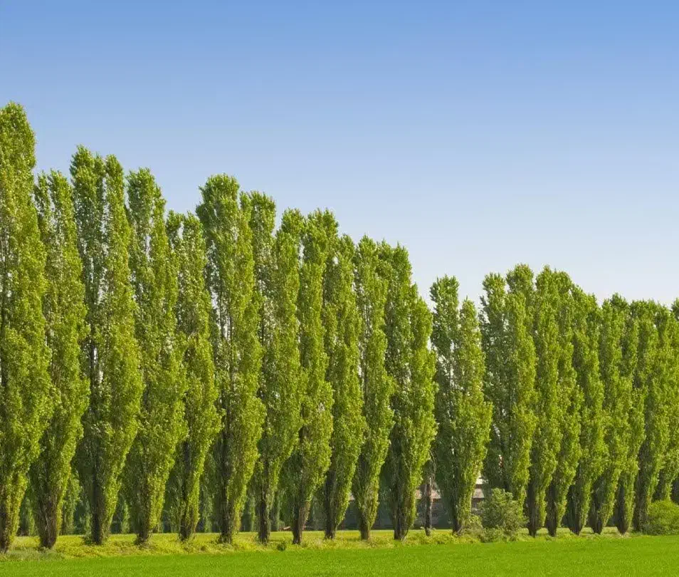 پخش و تولید نهال سپیدار ۱نیم متری|خدمات باغبانی و درختکاری|قائن, |دیوار