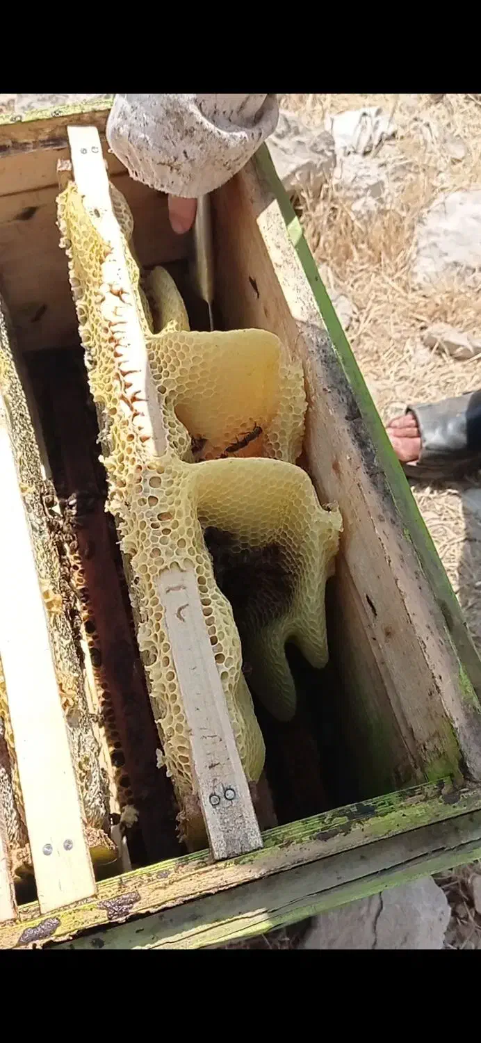 عسل|خوردنی و آشامیدنی|اهواز, کوی طلاب|دیوار