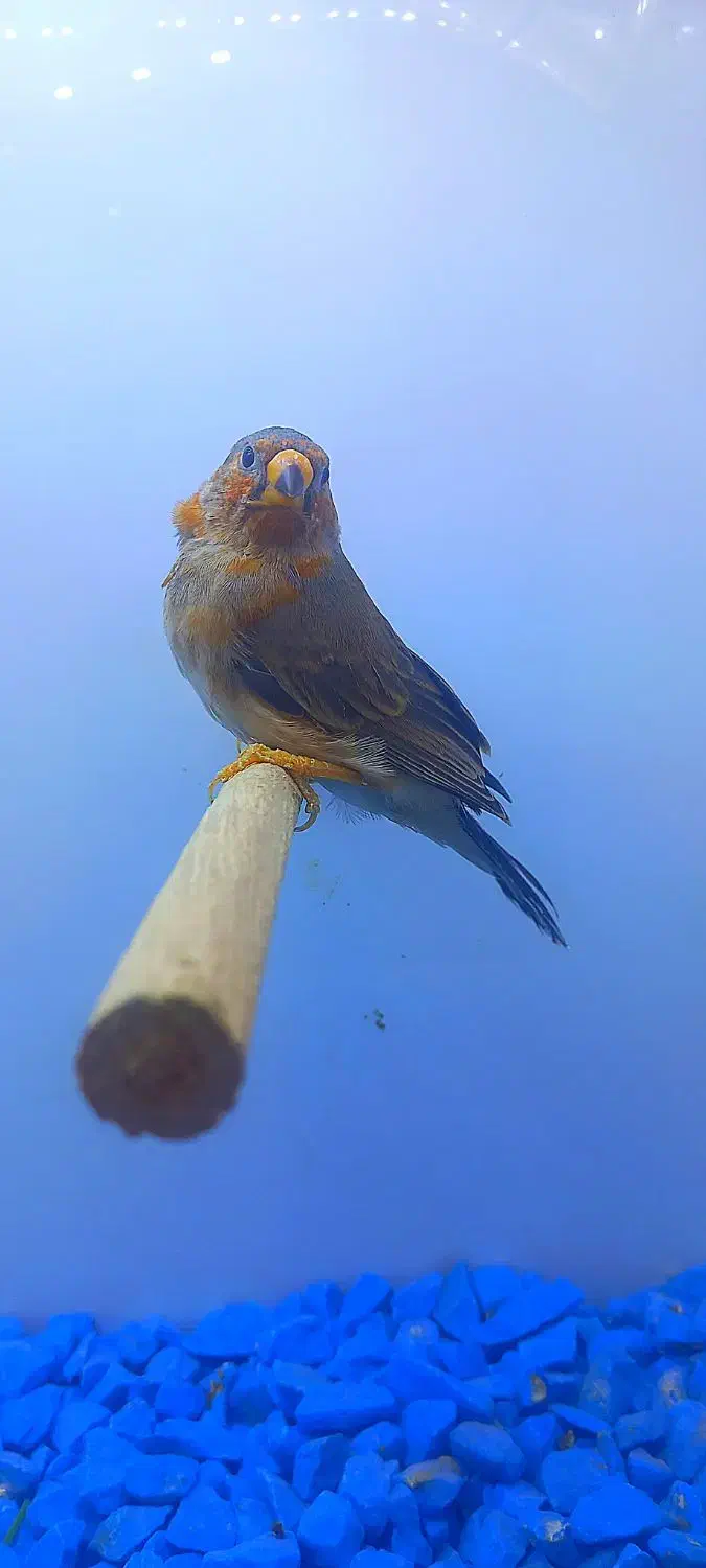 فنچ زبرا هاف اورنج خالص ۹ عدد|پرنده|پاکدشت, خاتون آباد|دیوار