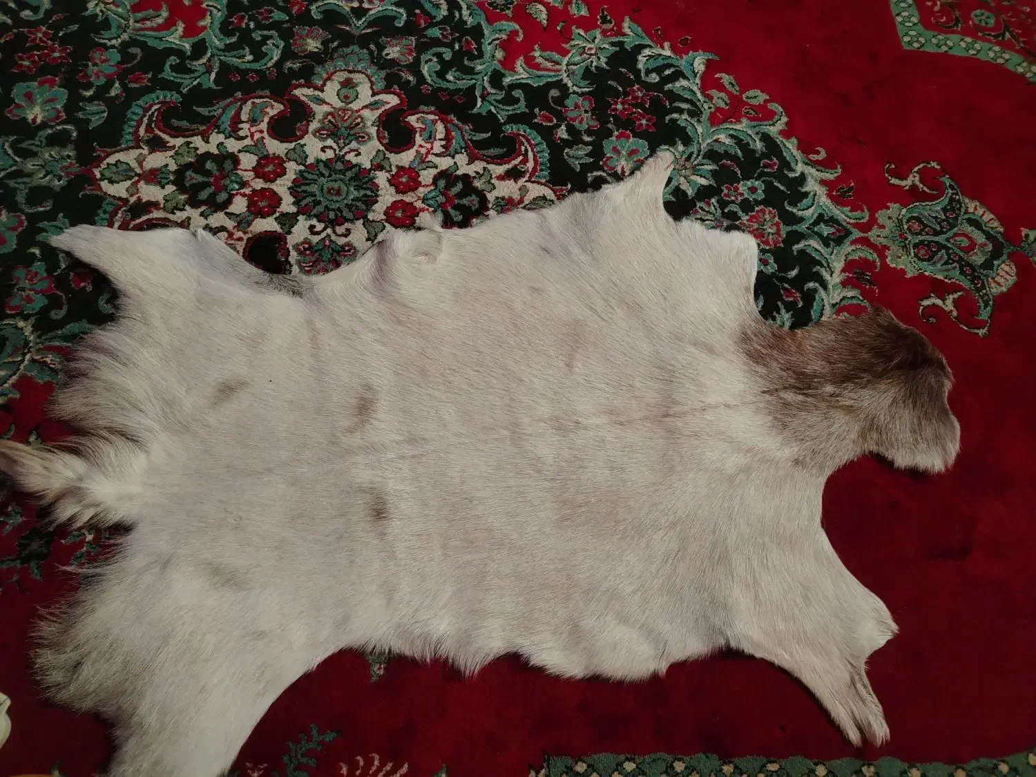 پوست تزیینی طبیعی|صنایع دستی و سایر لوازم تزئینی|اهواز, پردیس|دیوار