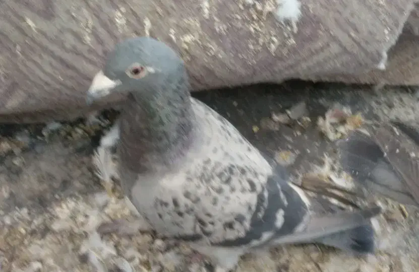 کبوتر مسافت طولانی فروشی|پرنده|فشاپویه, |دیوار