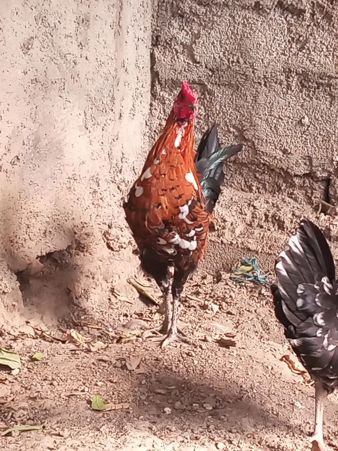 مرغ و خروس گلین|حیوانات مزرعه|رامیان, |دیوار