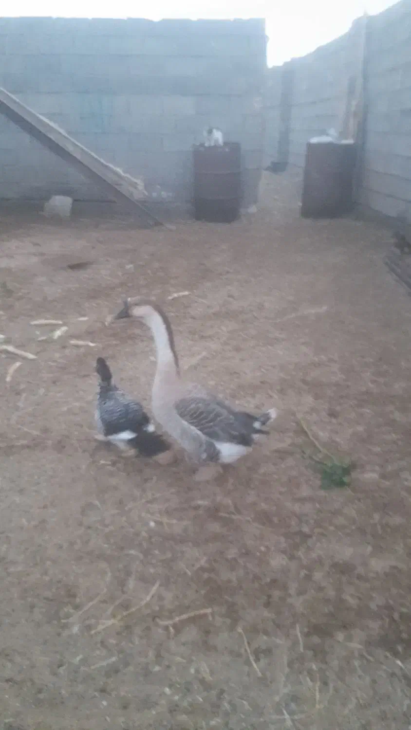 قوغاز|حیوانات مزرعه|تایباد, |دیوار