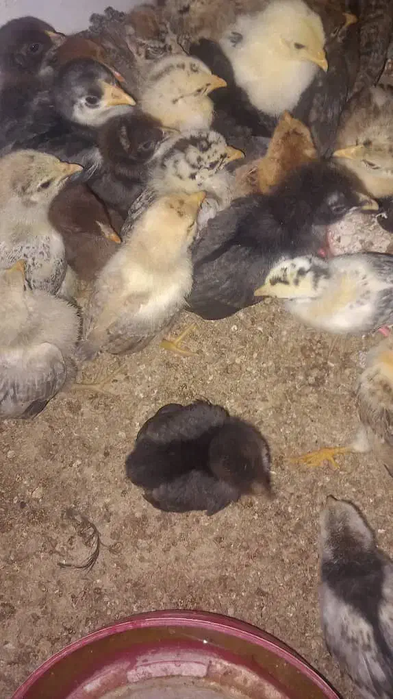 پیش فروش جوجه محلی اصل باشت|حیوانات مزرعه|باشت, |دیوار