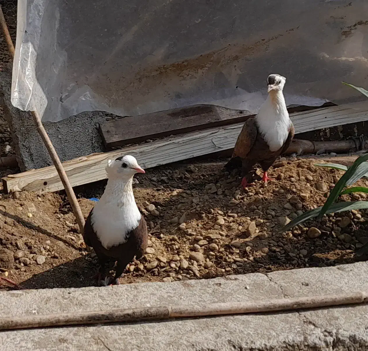 فروش کبوتر کربلایی کله سفید|پرنده|انبارآلوم, |دیوار