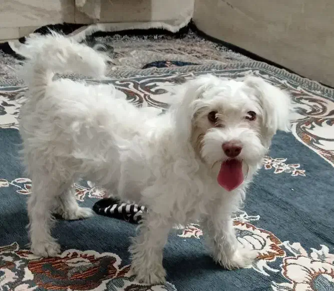 سگ خانگی|سگ|شاهینشهر, مسکن مهر|دیوار