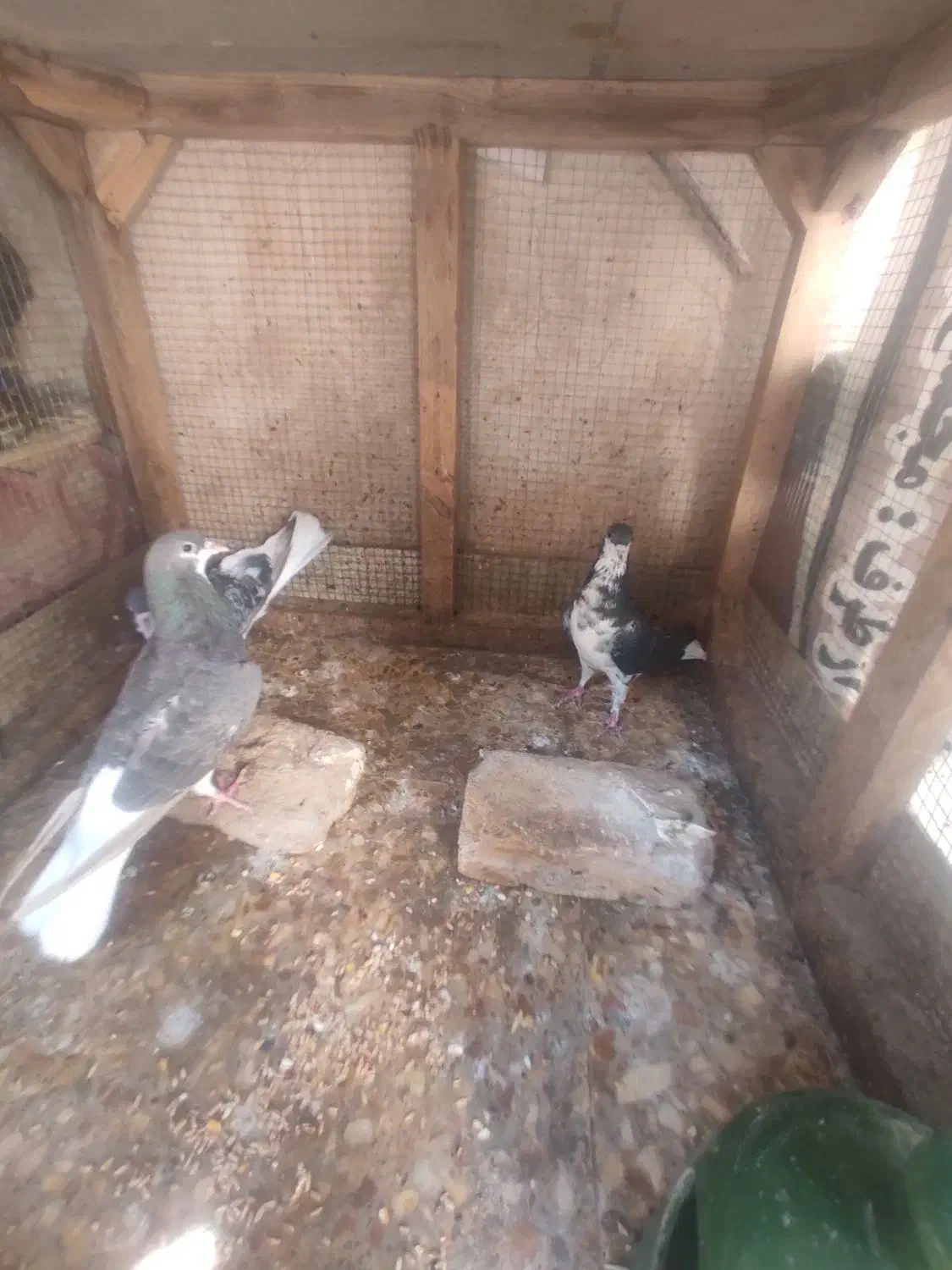 پرنده کبوتر نرو و ماده  شهری چپ|پرنده|شیراز, شیخ علی چوپان|دیوار