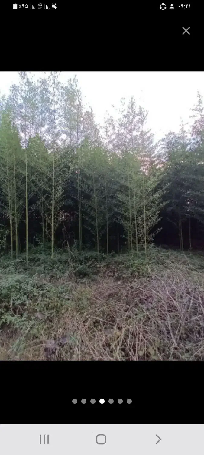 علف زنی باغات وزمین با موتور|خدمات باغبانی و درختکاری|لنگرود, |دیوار