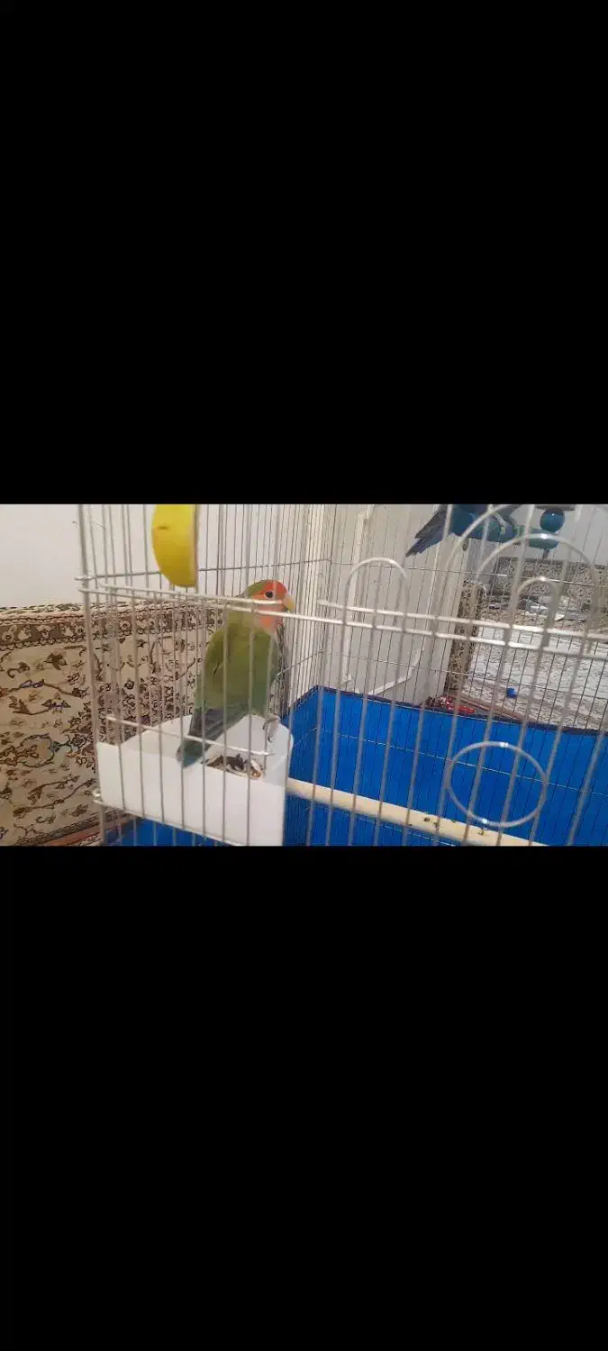 طوطی برزیلی رام و دستی|پرنده|سنندج, |دیوار