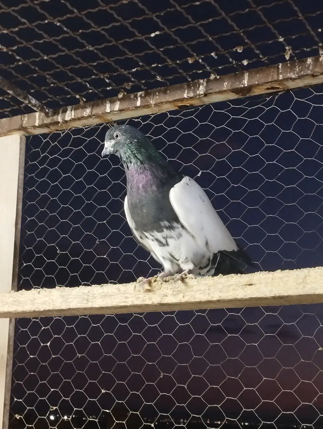 کله دم قلدور|پرنده|کبودرآهنگ, |دیوار