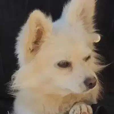 واگذاری|سگ|شهرکرد, |دیوار