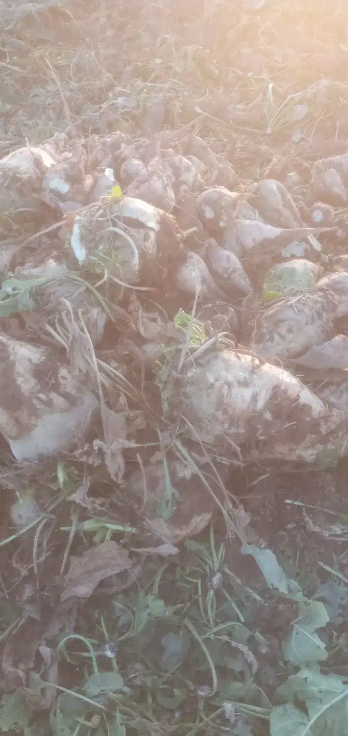 چقندر قند|خوردنی و آشامیدنی|بشاریات, |دیوار