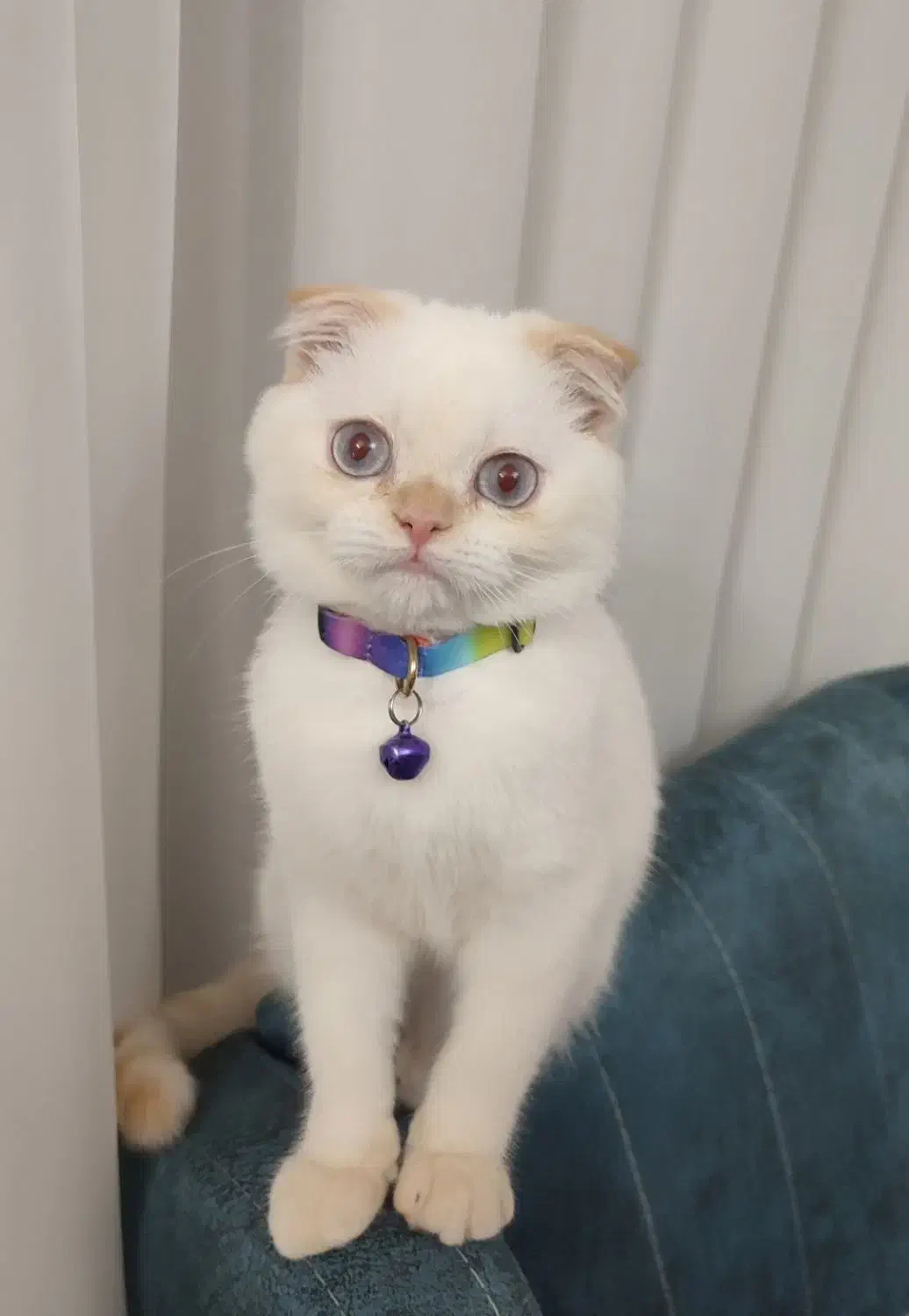 واگذاری گربه اسکاتیش دبل فولد پسر|گربه|گلبهار, شهر جدید گلبهار|دیوار