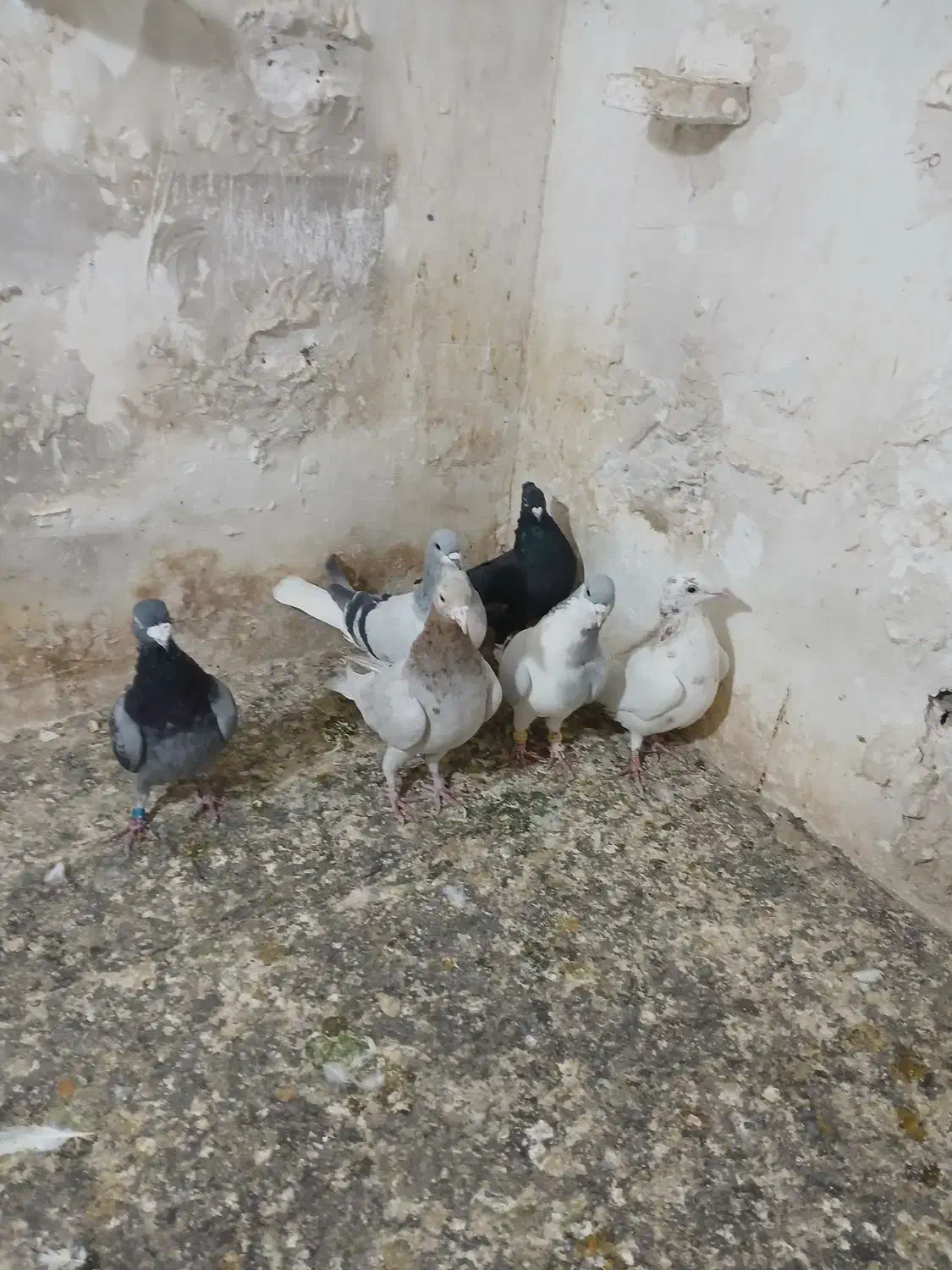 کفتر فروشی|پرنده|تاکستان, |دیوار