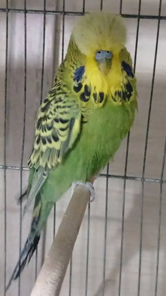 مرغ عشق انگلیسی نر|پرنده|ری, صفاییه (چشمه علی)|دیوار