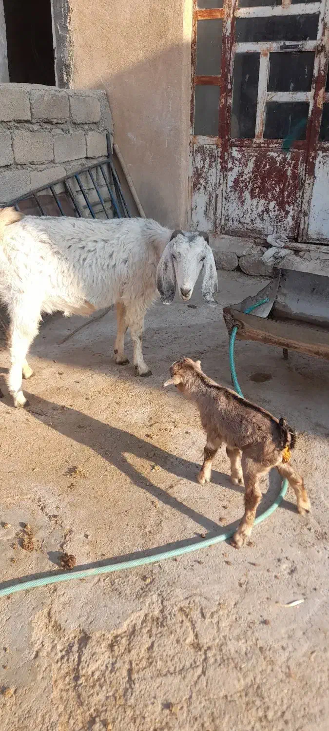 بز وبزغاله|حیوانات مزرعه|زرنه, |دیوار