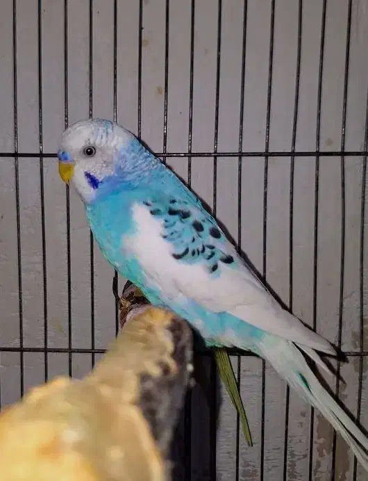 مرغ عشق جفت رنگ خاص لوتینو|پرنده|فردیس, فردیس|دیوار