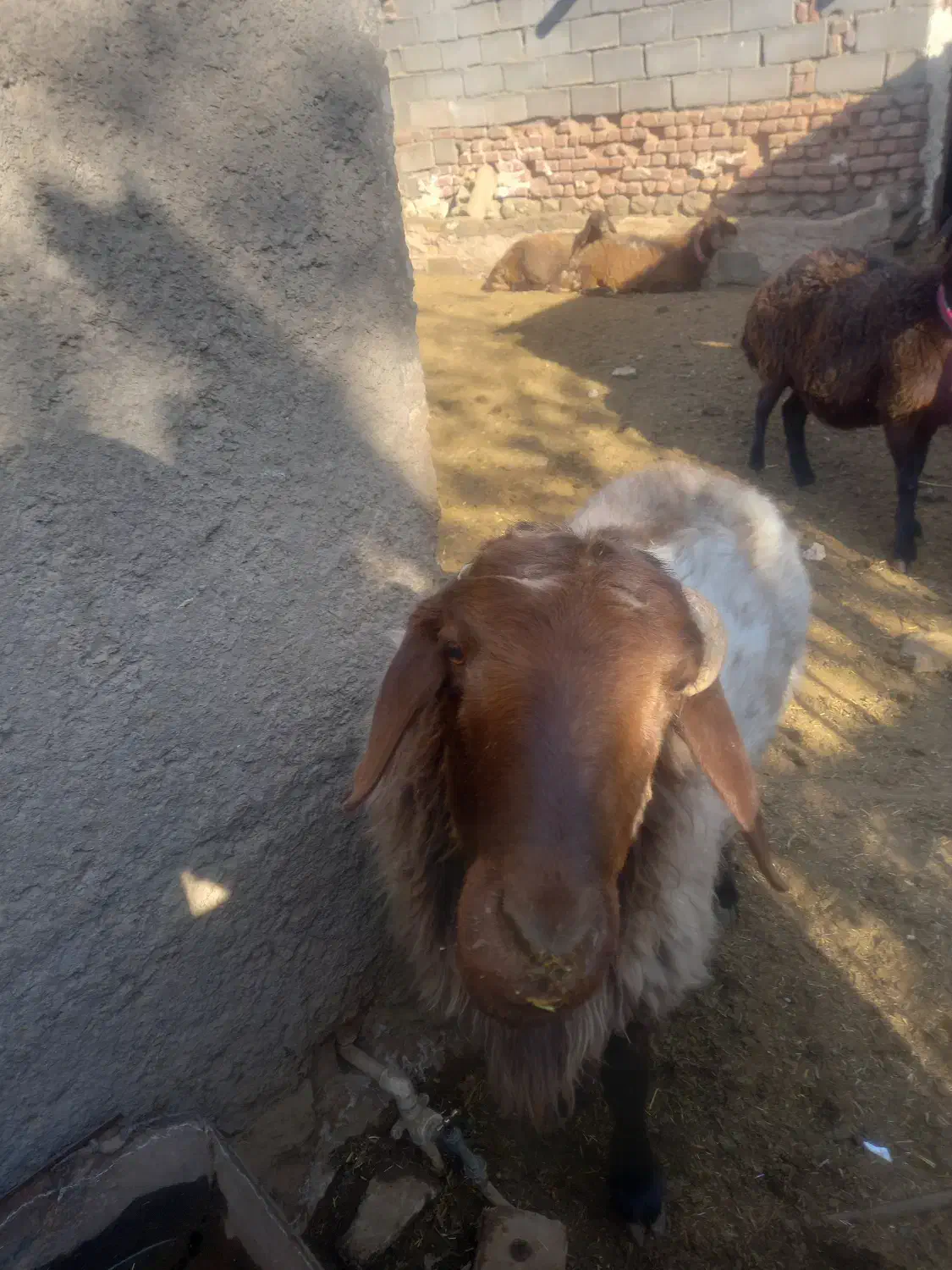 قوچ همووبره ماده همو|حیوانات مزرعه|نیشابور, مازول|دیوار