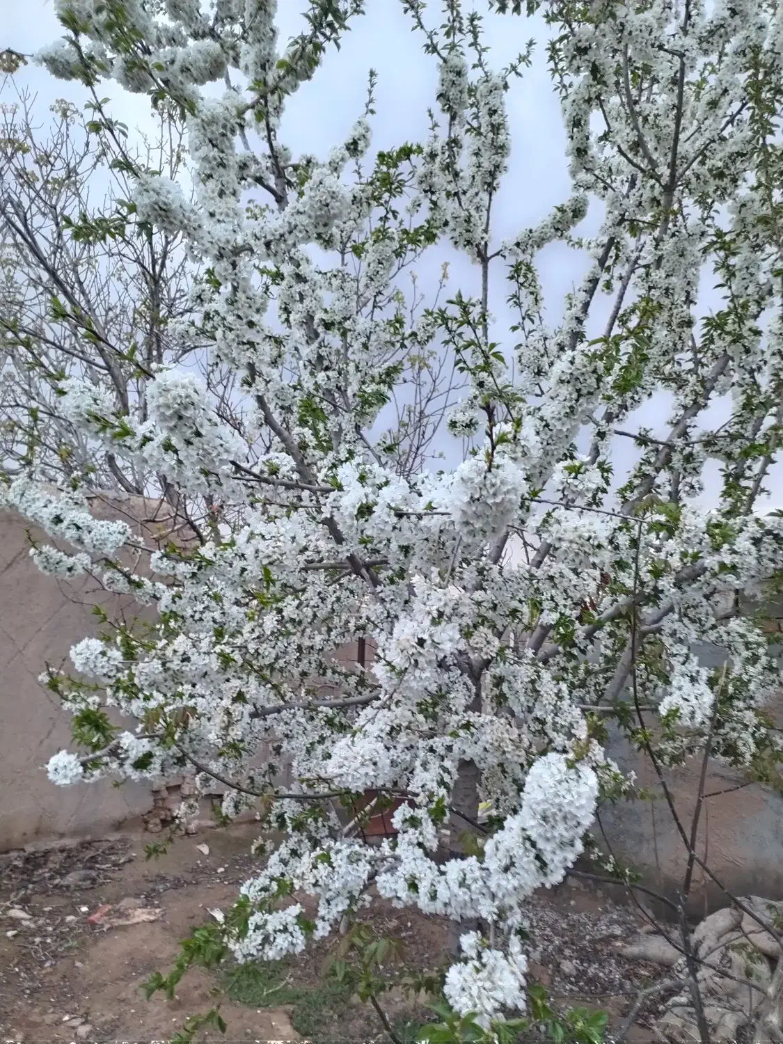 هرس درختان میوه پذیرفته میشود صددرصد تضمینی|خدمات باغبانی و درختکاری|مشهد, درزآب|دیوار